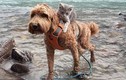 Ngạc nhiên tình bạn thân thiết hiếm thấy giữa mèo và chó 