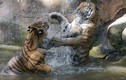Ảnh động vật tuần: Cặp hổ dữ đánh nhau ác liệt dưới nước