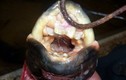 Cận cảnh loài cá quái vật có răng giống người