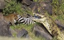 Cá sấu và báo đốm cùng nhau xé xác ngựa vằn