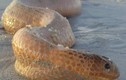 Phát hoảng khi rắn biển khổng lồ trườn lên bãi tắm ở Australia