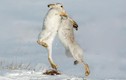 Ảnh động vật tuần: Cặp thỏ rừng quyết chiến trên đồng tuyết