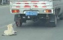 Chú chó bị xe tải kéo lê trên đường gây phẫn nộ 