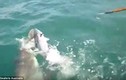 Kinh hãi khoảnh khắc cá mập cướp cá của ngư dân