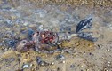 Cận cảnh xác “người cá” bí ẩn trôi dạt vào bờ biển Anh