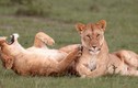 Ảnh động vật tuần: Sư tử khoái trá cười lăn trên bãi cỏ