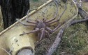 Hình ảnh khủng khiếp của loài nhện khổng lồ ở Australia 