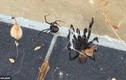 Cuộc chiến rợn người giữa hai loài nhện độc nhất thế giới