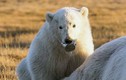 Gấu Bắc Cực bị mắc lưỡi trong vỏ lon suốt 2 tuần