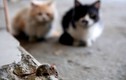 Ảnh động vật tuần: Mèo dửng dưng nhìn chuột chạy trước mặt