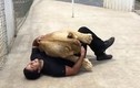 Khoảnh khắc sư tử ôm người huấn luyện như bạn thân