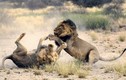 Cặp sư tử đực quyết chiến giành bạn tình