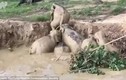 Giải cứu 11 con voi rơi xuống hố bom
