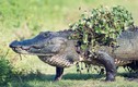 Ảnh động vật tuần: Cá sấu khổng lồ lên bờ tắm nắng