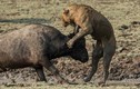 Ảnh động vật tuần: Trâu rừng liều mình tấn công sư tử 
