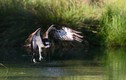 Ảnh động vật tuần: Chim ưng biển bắt cá trên sông