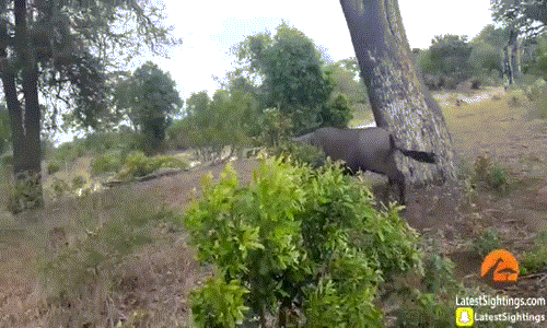 Linh dương đầu bò tấn công, báo đốm sợ chạy tít lên cây