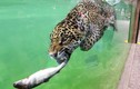 Ảnh động vật tuần: Báo đốm Mỹ lao xuống nước bắt cá