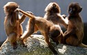 Ảnh động vật tuần: Sư tử đực bị “xử” phũ phàng, khỉ đùa nghịch 