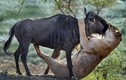 Ảnh động vật tuần: Sư tử giết linh dương đầy ấn tượng