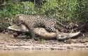 Ảnh động vật tuần: Báo đốm lao sông giết cá sấu, dê giành bạn tình