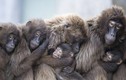 Ảnh động vật tuần: Khỉ ôm nhau giữ ấm, chó hoang săn chim...