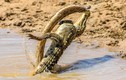 Ảnh động vật tuần: Cá sấu đánh rắn khổng lồ, hổ truy sát sao...