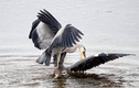 Ảnh động vật tuần: Chim diệc dìm đối thủ xuống nước kinh hoàng 