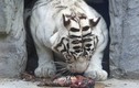 Ảnh động vật tuần: Hổ mẹ cố đánh thức con đã chết, sư tử đùa...