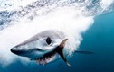 Ảnh động vật: Cá mập khổng lồ săn mồi, dê núi quyết chiến...