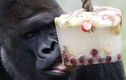 Ảnh động vật: Khỉ ăn trái cây đóng băng, tê giác tránh nóng...