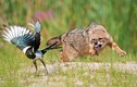 Ảnh động vật: Chó rừng truy đuổi chim ác lá trên đồng 