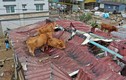 Ảnh động vật: Đàn bò mắc kẹt trên mái nhà sau lụt ở Hàn Quốc