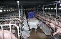 DATC đấu giá cả lô một doanh nghiệp chăn nuôi với giá hơn 20 tỷ