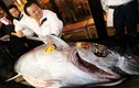 Choáng váng những con cá khủng của Vua cá hồi Nhật Bản