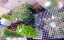 Kinh ngạc vườn rau trong nhà khủng nhất Sài Gòn: 1m² thu 40kg rau