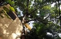 Ngỡ ngàng nhà có cây đâm xuyên cực độc ở Hà Nội