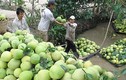 Lạ lùng thương lái Trung Quốc ráo riết mua trái cây non 