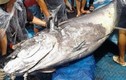 Cá ngừ đại dương khủng giá bèo 30 triệu ở Bình Định