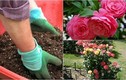 Cẩm nang trồng hoa hồng "trăm phát trăm trúng"