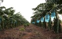 “Đột nhập” vườn trái cây nghìn tỷ của Bầu Đức 
