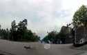 Ba chú chó đợi đèn đỏ mới sang đường ở Hà Nội gây “sốt”