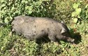 Giống lợn “miễn nhiễm” với cảnh rớt giá, ế ẩm 