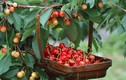 Học cách trồng cherry sai trĩu tại nhà, thu hoạch cả trăm quả