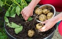 Cách trồng khoai tây trong chậu sai củ như ngoài ruộng 