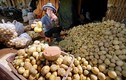 Thâm nhập “xưởng” làm giả khoai tây Trung Quốc thành Đà Lạt 