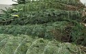 Cây thông Noel 5 mét nguyên gốc từ Đan Mạch về Việt Nam 
