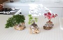 Aqua bonsai - Thú chơi cây cảnh độc nhất vô nhị Tết 2018