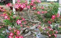 Mãn nhãn những chậu bonsai hoa siêu đẹp chơi Tết
