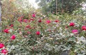 Ngắm vườn hồng có trên 20.000 gốc quý hiếm ở Hà Nội 
